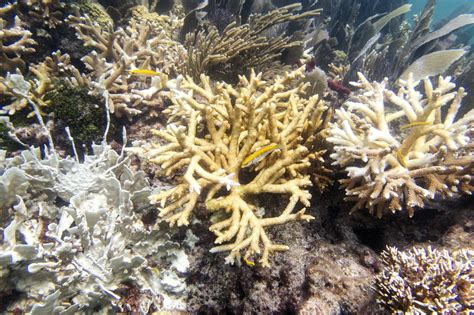 Scientists say Florida Keys coral reefs are already bleaching as water temperatures hit record highs